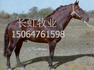 骑乘马价格-蒙古马价格-阿拉伯马价格-纯血马价格-半血马价格