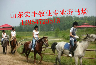 驯好的马价格骑乘马价格半血马价格