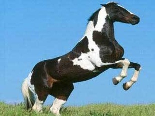 뷢鱼СɹѪѪƷ