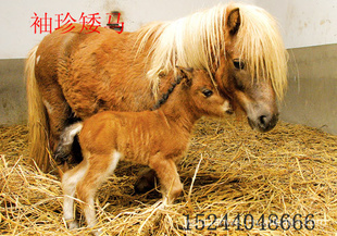 ļ۸±䰫