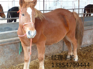 养马场养马地养马技术纯血马混血马马价格矮马品种