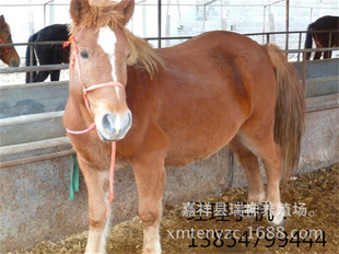 养马肉马养殖养马行情效益山东肉马养殖地