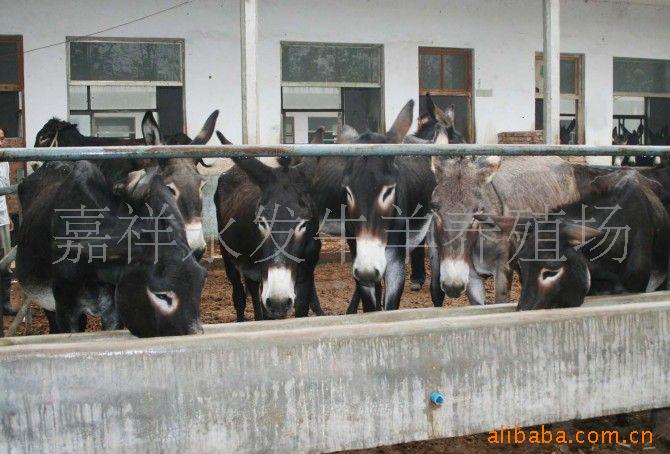 提供肉马养殖技术马驹价格伊犁马新疆马蒙古马德保矮马