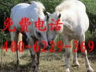 出售枣红马枣红马养殖技术枣红马的效益分析