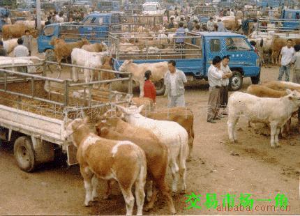 养马技术驯马技术肉马饲养技术伊犁马价格三河马价