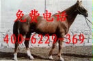 出售三河马、半血马、观赏马、骑乘马免费提供全面的养殖技术