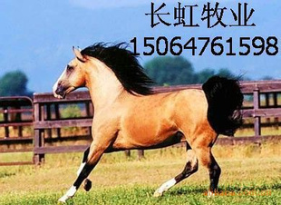 伊犁马-三河马-纯血马-骑乘马-养马地特价销售中