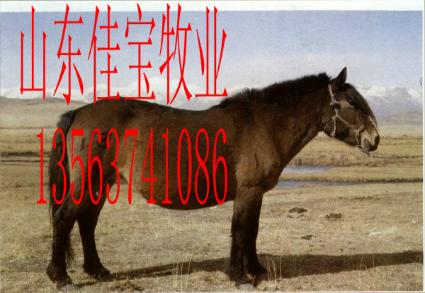 ɽѱ