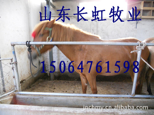 马价格-马的价格-养马技术-养马-良种马-伊犁马