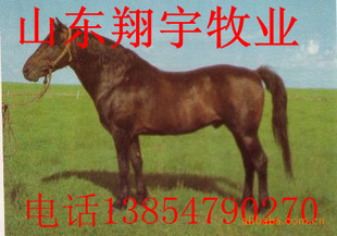 ֿӭ
