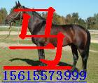 ֳƥ5600ƥ۸