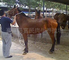 养马,养马技术,伊犁马,蒙古马,三河马,山马,矮马,养马地,