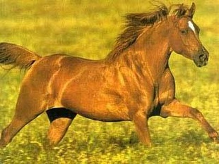 Ĵֳֳɹ