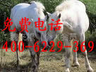 出售改良马观赏马骑乘马枣红马免费提供全面的种马养殖技术