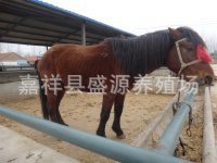 (图)旅游马-乘骑马-肉马-观赏马=养马地养马技术