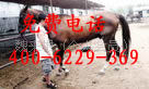 养殖马观赏马骑乘马免费提供养殖技术马的效益分析