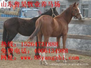 养马场蒙古马-伊犁马-三河马-河曲马-阿拉伯马-半血马