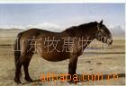 养马肉马宠物马商品马