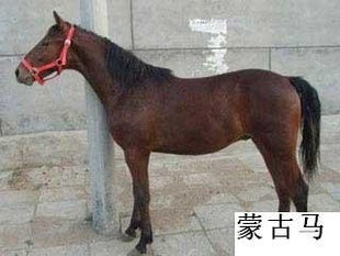 ƷѪṩ