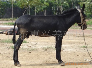 山东惠兴养殖场现大量出售种马,肉马,肉驴,种驴