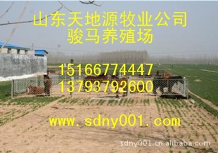山东济宁养马场蒙古马三河马养马饲养技术