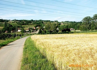 ֱС