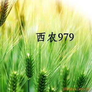 ũ9799023Ӹ50֣ɢװ