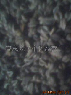 ۿ