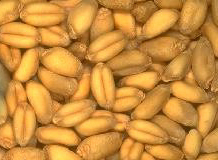 ۹ӲʰС