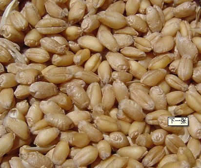 ▲正太▼现款求购玉米小麦碎米油糠棉粕大豆等饲料原料