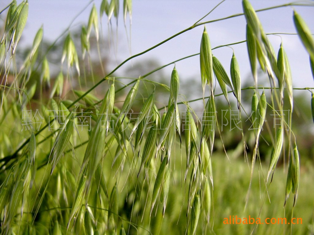 лɽӪ500g