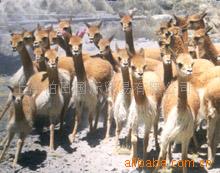 ALPACAɴָС