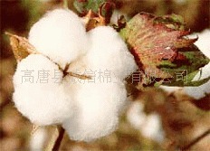 大量收购地产棉(图)