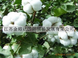ڰ޻/Ҷ׼޻