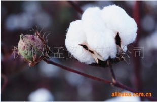 新疆皮棉,新疆一级棉花,棉
