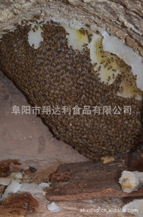 ֱԭ̬зҰ滨󻱷