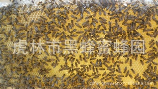 ڷ䳲䣨ͼ
