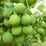 Ŀ
