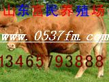 ţֳţֳţļ۸