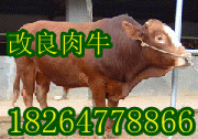 ţֳţ