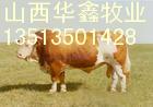 河南安阳肉牛犊价格肉牛犊行情