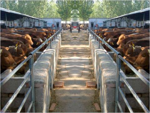科学养牛养牛的利润肉牛品种贵州肉牛养殖地