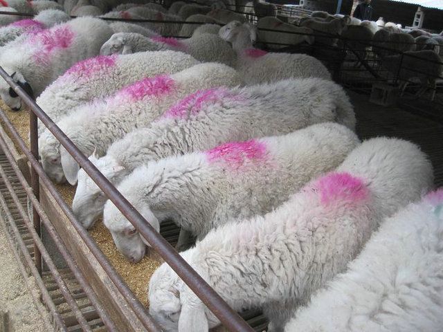 Сβ۸Сβֳ