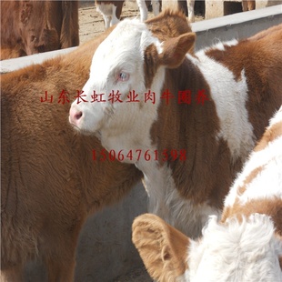麣ţ麣ţֳ麣ţ۸麣ţֳ