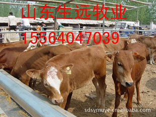 生远牧养牛羊场肉牛价牛犊价格改良肉牛价格