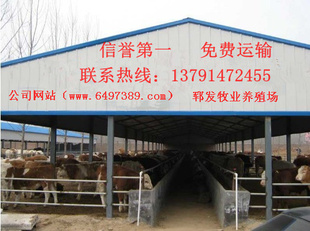 出售小牛犊|小牛仔|西门塔尔小牛犊|