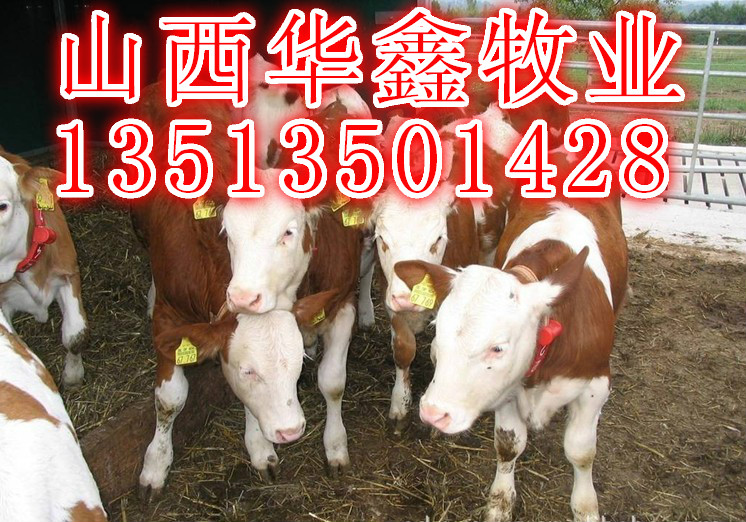 肉牛价格牛犊价格养牛场山西养牛场