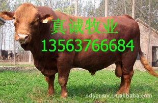 8000ͷţţֳţţţ