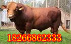 ľţľʺϵطֳ