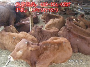 2012年价格行情利木赞肉牛效益分析新疆牛厂